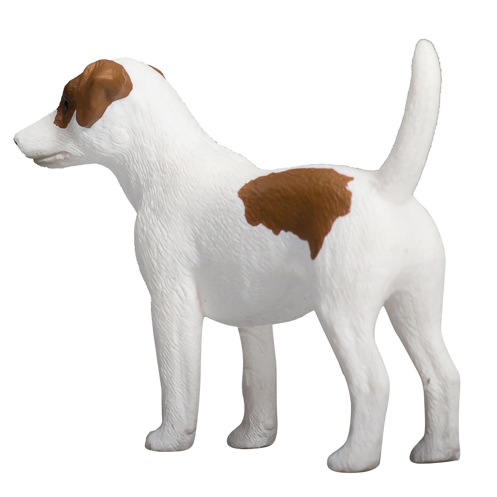 Mojo Jack Russell teriér